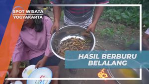 Mengumpulkan Belalang Banyak Setelah Berburu di Yogyakarta untuk Dimasak  