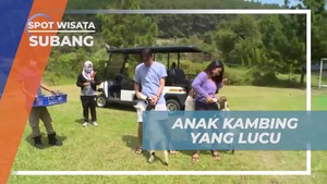 Bermain Dengan Kambing Lucu di Area Resort Subang Bersama Selebriti  