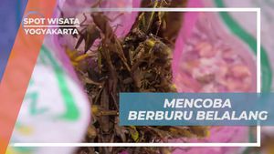 Berburu Belalang Bersama Warga di Yogyakarta yang Mengasyikkan  