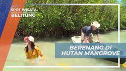 Berenang di Aliran Air Sejuk Hutan Mangrove Belitung Bersama Selebriti  