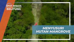Menyusuri Hutan Mangrove di Belitung yang Memesona dan Penuh Manfaat  