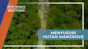 Menyusuri Hutan Mangrove di Belitung yang Memesona dan Penuh Manfaat  