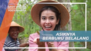 Menikmati Momen Seru Berburu Belalang di Yogyakarta yang Menantang  