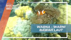Menikmati Keindahan Bawah Laut Pulau Leebong dengan Snorkeling yang Memesona  