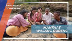 Mengetahui Manfaat Tinggi dari Walang Goreng yang Dinikmati Selebriti di Yogyakarta  