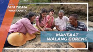 Mengetahui Manfaat Tinggi dari Walang Goreng yang Dinikmati Selebriti di Yogyakarta  