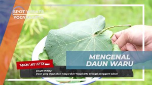 Mengenal Daun Waru sebagai Pengganti Sabun Tradisional di Yogyakarta 