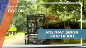 Menyentuh Hebatnya Singa dan Memberinya Makan di Taman Safari, Bogor  