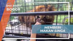 Memberi Makan Singa secara Langsung di Taman Safari, Bogor  