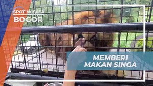 Memberi Makan Singa secara Langsung di Taman Safari, Bogor  