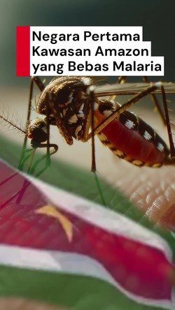 Video Suriname Dinyatakan Bebas Malaria, WHO: Tonggak Sejarah!