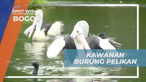 Memberi Makan Burung Pelikan dan Nikmati Keindahan Alam, Bogor  