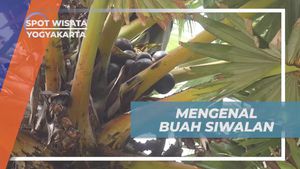 Mengenal Buah Siwalan di Pantai Parangtritis, Yogyakarta  