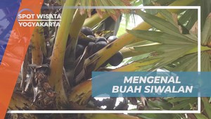 Mengenal Buah Siwalan di Pantai Parangtritis, Yogyakarta  