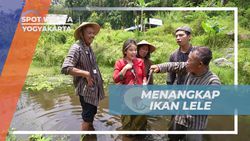 Menangkap Ikan Lele di Desa Tembi, Yogyakarta  