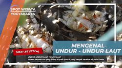 Mengenal Undur-Undur Laut di Pantai Parangtritis, Yogyakarta  