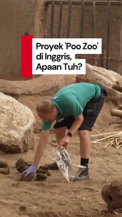 Video Ada Proyek Ngumpulin Kotoran Hewan di Kebun Binatang Inggris, Buat Apa?