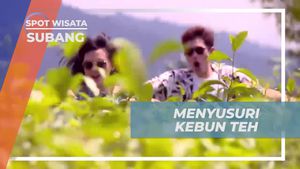 Menyusuri Kebun Teh di Bukit Santiong, Subang  