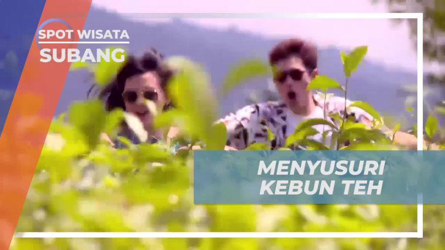 Menyusuri Kebun Teh di Bukit Santiong, Subang  