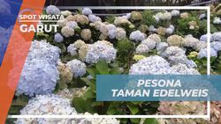 Menikmati Keindahan Bunga Edelweis di Taman Edelweis, Garut  