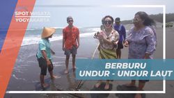 Berburu Undur-Undur Laut Bersama Warga di Pantai Parangtritis, Yogyakarta  