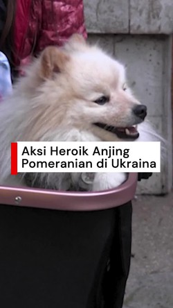 Video: Anjing Ini Berhasil Selamatkan Pemiliknya dari Serangan Rudal