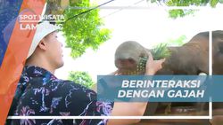 Berinteraksi Langsung Memberi Makan Gajah dengan Buah-Buahan di Lampung  