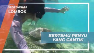 Bertemu dan Berenang Bersama Penyu Cantik di Gili Trawangan Lombok  