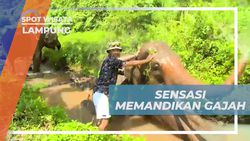 Menikmati Keseruan Memandikan Gajah yang Penurut di Lampung  