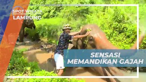 Menikmati Keseruan Memandikan Gajah yang Penurut di Lampung  