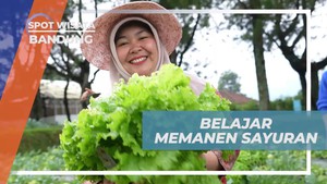Belajar Memanen Sayuran Segar di Perkebunan Balitsa Bandung  