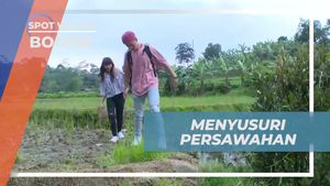 Menyusuri Persawahan yang Menyejukkan di Sentul, Bogor  