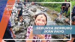 Menikmati Keseruan Berburu Ikan Payo di Sungai Kampung Adat Miduana di Cianjur  