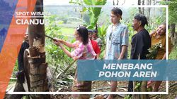 Menebang Pohon Aren untuk Makanan Khas di Kampung Adat Miduana, Cianjur  