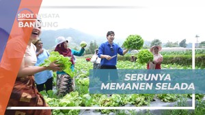Menikmati Serunya Memanen Selada di Perkebunan Balitsa Bandung  
