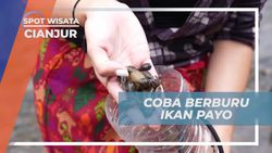 Mengikuti Tradisi Berburu Ikan Payo bersama Warga Kampung Adat Miduana di Cianjur  