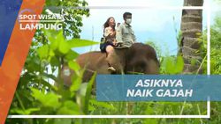 Merasakan Sensasi Naik Gajah Keliling Hutan di Lampung  