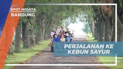 Menyelami Keindahan Perkebunan Sayur di Lembang, Bandung  