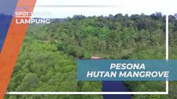 Menyusuri Hutan Mangrove yang Menakjubkan dengan Kayak di Pahawang, Lampung  