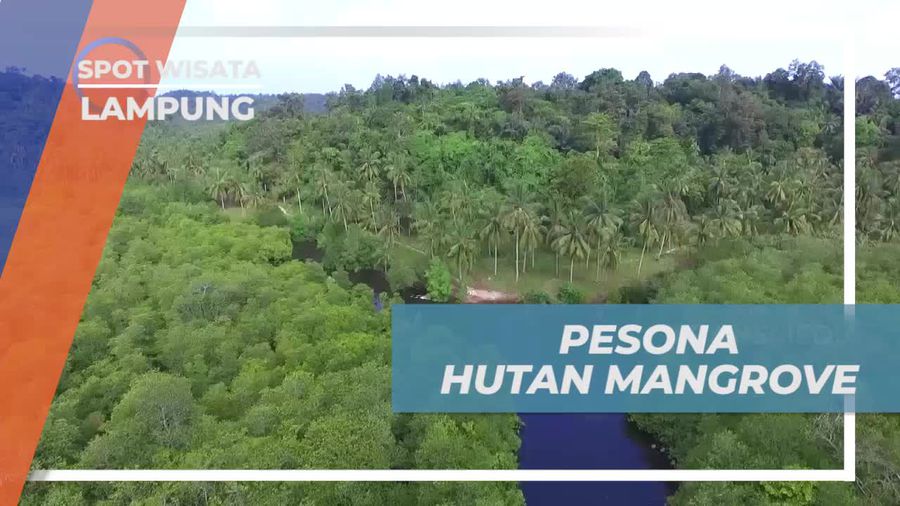 Menyusuri Hutan Mangrove yang Menakjubkan dengan Kayak di Pahawang, Lampung  