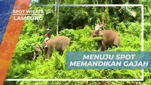 Memandikan Gajah di Sungai dan Menikmati Pengalaman Seru di Lampung  