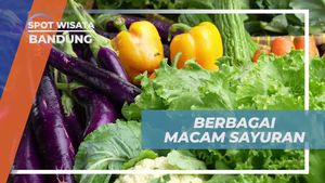 Memanen Beragam Sayuran di Perkebunan Balitsa Bandung  
