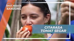 Merasakan Segarnya Tomat yang Dipanen Langsung di Bandung  