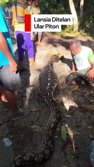 Video: Petani Lansia di Buton Selatan Tewas Ditelan Ular Piton