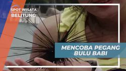 Mencoba Memegang Bulu Babi di Belitung dengan Hati-hati  