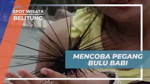 Mencoba Memegang Bulu Babi di Belitung dengan Hati-hati  