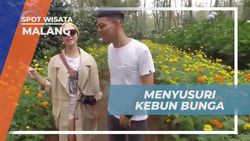 Menyaksikan Keindahan Kebun Bunga dan Mengambil Foto Lucu di Pagupon Garden Malang  