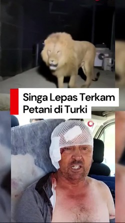 Video: Singa Lepas dari Kebun Binatang di Turki Serang Petani