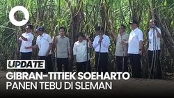 Video: Gibran Panen Tebu di Sleman, Ada Titiek Soeharto-Panglima TNI