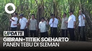 Video: Gibran Panen Tebu di Sleman, Ada Titiek Soeharto-Panglima TNI